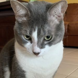 Meet your Posher, Roni